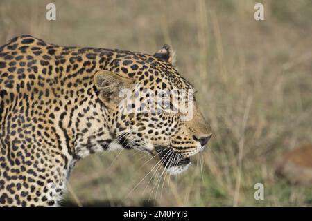 Mammal. Leopard, Masai mara. Ticks on face &amp; Stock Photo
