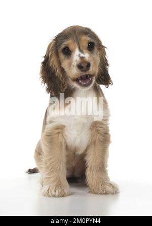 DOG. Cocker Spaniel puppy ( 14 weeks old ) mouth Stock Photo
