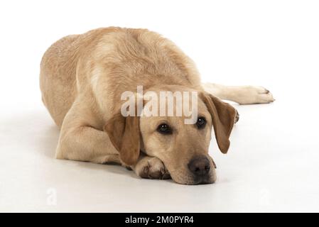 DOG. Labardor, on white, studio. Stock Photo