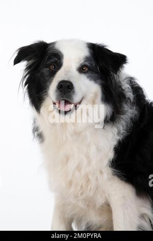 DOG. Border Collie dog, head and shoulders, studio Stock Photo