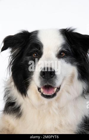 DOG. Border Collie dog, head and shoulders, studio Stock Photo