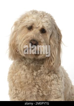 DOG. Cockerpoo, head &amp; shoulders, face expressions Stock Photo