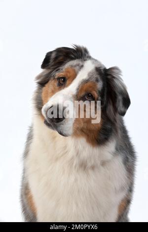 DOG. Australian Shepherd, face, expression,, Stock Photo