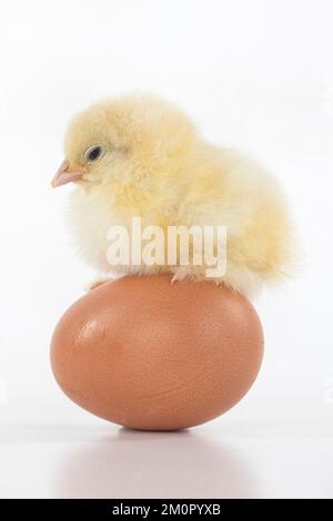 BIRD, one day old chick, chicken, standing on an Stock Photo