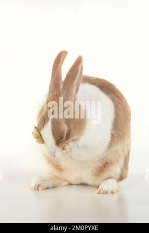 RABBIT, Dutch rabbit, sitting, washing, paws on Stock Photo