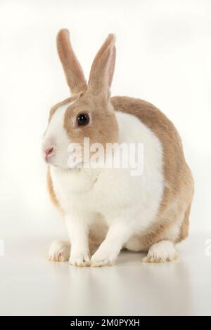 RABBIT, Dutch rabbit, sitting, studio, white background Stock Photo