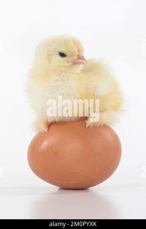 BIRD, one day old chick, chicken, standing on an Stock Photo
