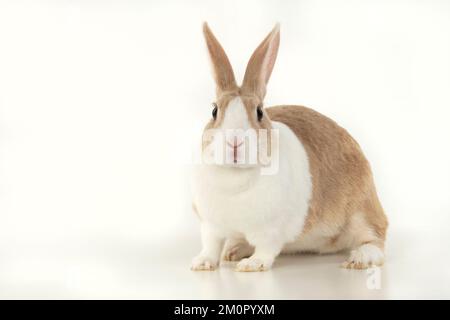 RABBIT, Dutch rabbit, sitting, studio, white background Stock Photo