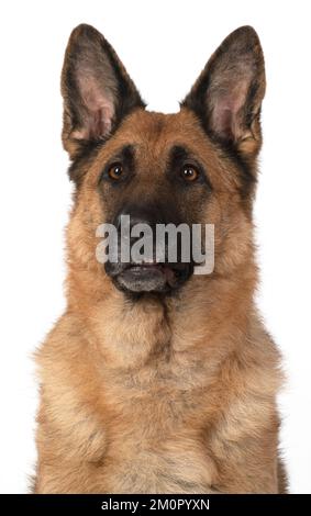 DOG. German Shepherd, head & shoulders, face Stock Photo