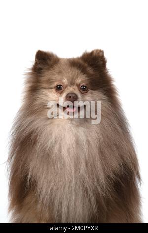 DOG.  Pomeranian, head & shoulders, face , expression. Stock Photo