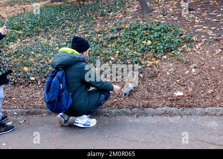 A tourist feeds an Eastern Gray Squirrel (Sciurus carolinensis) inside a New York City urban park Stock Photo
