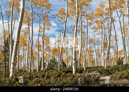 Quaking Aspens 'Pando Clone', also known as Trembling Giant, Clonal colony of an individual male quaking aspen. Stock Photo