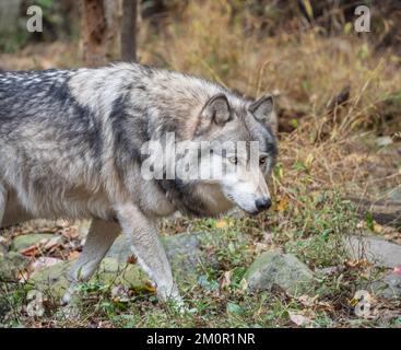 lose-up of beautiful gray wolf (Canis Lupus) standing in woodlands Stock Photo