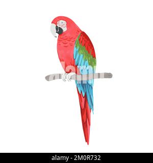Parrot, red-and-green macaw Ara chloropterus, sitting on tree branch. Cartoon hand drawn vector illustration isolated on white background Stock Vector