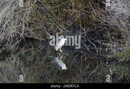 Black crowned Night Heron Stock Photo