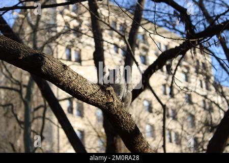 A squirrel curiously looking at photographer with a building in the background. Stock Photo