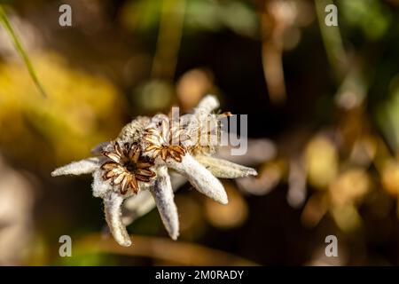 Leontopodium nivale flower growing in mountains, close up Stock Photo