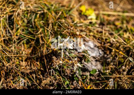 Leontopodium nivale flower growing in mountains, close up Stock Photo