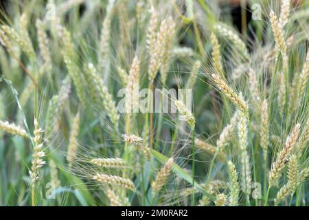 barley grass bird seed plant Stock Photo