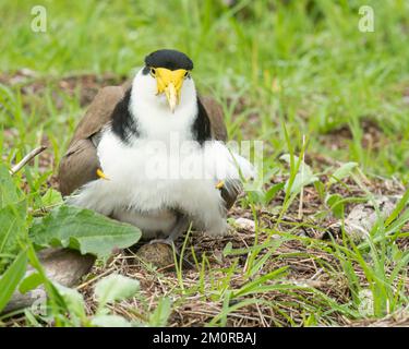 Masked Plover/Masked Lapwing (vanellus miles Stock Photo - Alamy