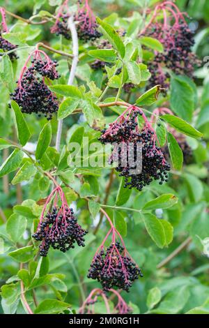 Elderberry, Sambucus nigra, dark purple berries from European elder tree in late summer Stock Photo