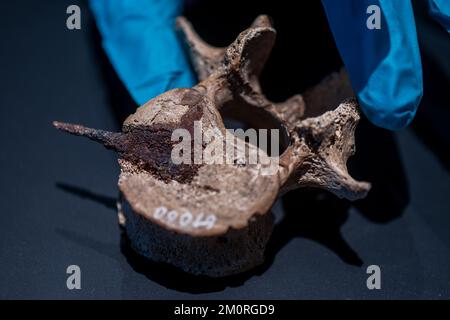 PRODUCTION - 07 December 2022, Saxony-Anhalt, Halle (Saale): The pierced third lumbar vertebra of a man (5th century AD) with an arrowhead stuck in it from the Natural History Museum in Vienna is being prepared for the new special exhibition at the Landesmuseum in Halle/Saale. The show, 'Equestrian Nomads in Europe - Huns, Avars, Hungarians,' from Dec. 16 to June 25, 2023, will provide insights into this hitherto little-noticed part of European history. The museum shows 420 exhibits from 30 museums and collections from Hungary, Austria, Czech Republic, Poland, Slovakia and Germany. Photo: Hend Stock Photo