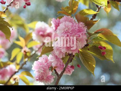 Beautiful floral spring background of double flowers of the Pink Flowering Cherry, Prunus serrulata Kanzan variety, family Rosaceae. Sekiyama Stock Photo