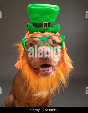 Portrait of a bull terrier pitbull mix wearing a leprechaun hat, wig and glasses for St Patrick's Day Stock Photo