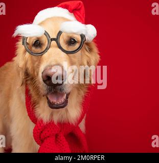 Golden Retriever wearing, novelty glasses, santa hat and scarf Stock Photo