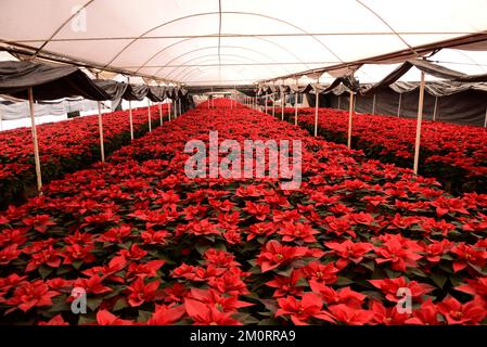 Non Exclusive: December 7, 2022, Mexico City, Mexico: Poinsettia flowers are seen at greenhouse 'Vivero Nochebuena'   in the town of Xochimilco,  Mrs. Stock Photo