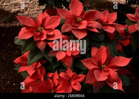 Non Exclusive: December 7, 2022, Mexico City, Mexico: Poinsettia flowers are seen at greenhouse 'Vivero Nochebuena'   in the town of Xochimilco,  Mrs. Stock Photo