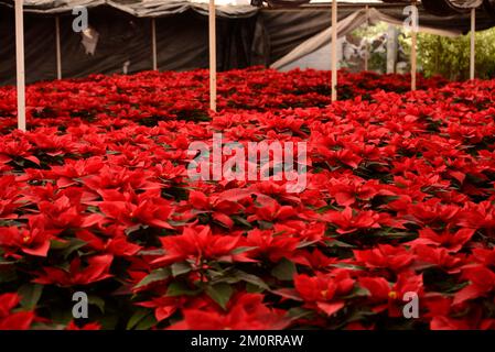 Non Exclusive: December 7, 2022, Mexico City, Mexico: Poinsettia flowers are seen at greenhouse 'Vivero Nochebuena'   in the town of Xochimilco,  Mrs. Stock Photo