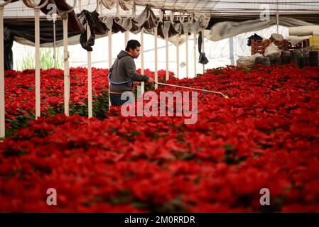 Non Exclusive: December 7, 2022, Mexico City, Mexico: A flower grower, from the greenhouse 'Vivero Nochebuena' accommodates poinsettias, for sale them Stock Photo