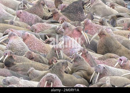 An aerial view of herd of walruses Stock Photo