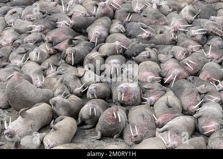 An aerial view of herd of walruses Stock Photo