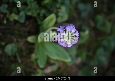 Violet Primula Denticulata seen from above Stock Photo