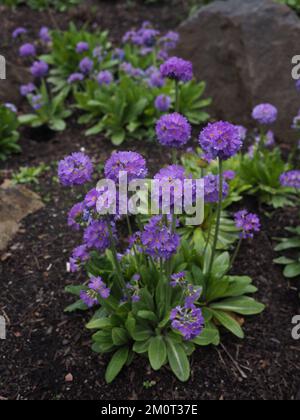 Purple Primula Denticulata in flower border Stock Photo