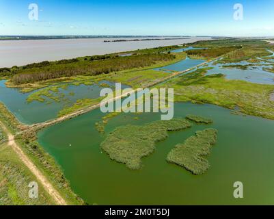 France, Gironde, Gironde estuary, Ile Nouvelle, 6.3 km long between Pauillac and Blaye, property of the Conservatoire du Littoral, it is a major site for birds with nearly 190 species recorded in 2018 Stock Photo