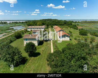 France, Gironde, Gironde estuary, Ile Nouvelle, 6.3 km long between Pauillac and Blaye, property of the Conservatoire du Littoral, it is a major site for birds with nearly 190 species recorded in 2018 Stock Photo