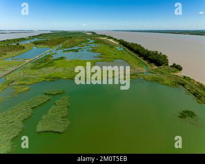 France, Gironde, Gironde estuary, Ile Nouvelle, 6.3 km long between Pauillac and Blaye, property of the Conservatoire du Littoral, it is a major site for birds with nearly 190 species recorded in 2018 Stock Photo