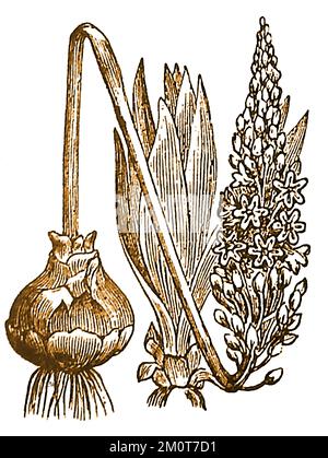 A 19th century engraving showing a SQUILL or SCILLA  plant (Scilla maritima) , though associated with Mediterranean regions it can found on the British western coastline. Stock Photo