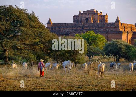 Burma, Myanmar, Bagan, temple and in shepherd with their flock Stock Photo