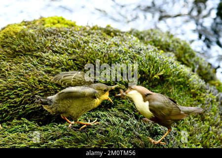 France, Doubs, fauna, birds, Passerine, Dipper (Cinclus cinclus), chick having left its nest, feeding by an adult Stock Photo