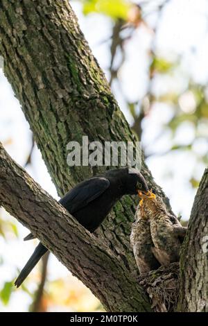 Close-up of a common blackbird feeding its young during spring time on sunny day Stock Photo