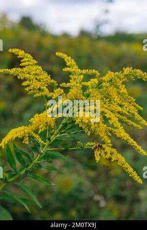 Yellow flowers of goldenrod. Weed culture grows in the field. Stock Photo