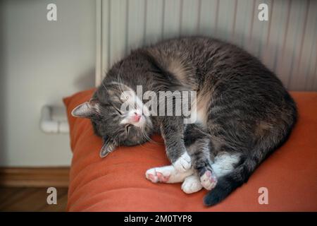 Grey cat sleeping on orange couch next to a radiator. Lazy domestic pet resting inside on a cold winter day. Stock Photo
