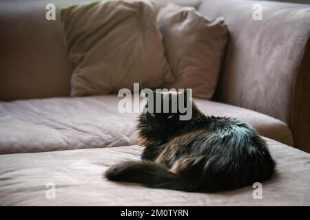 Black cat laying down on a couch in a living room. Lazy domestic pet resting indoors. Stock Photo