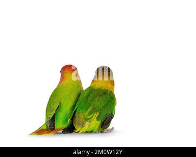 Two Lovebird birds aka Agapornis, sitting together backwards. Isolated on a white background. Stock Photo