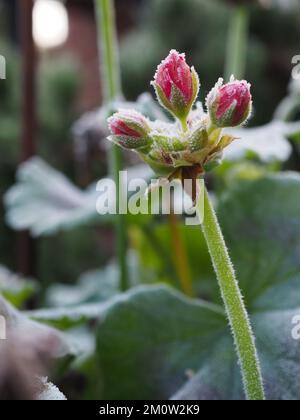 Close up of geranium flower buds covered in frost Stock Photo