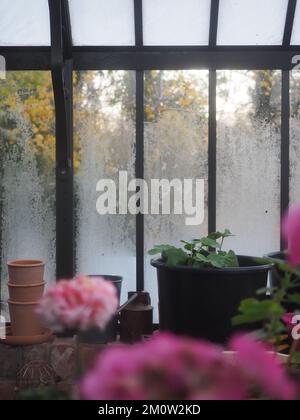 Frost on the windows of a greenhouse in winter with plants in the foreground Stock Photo